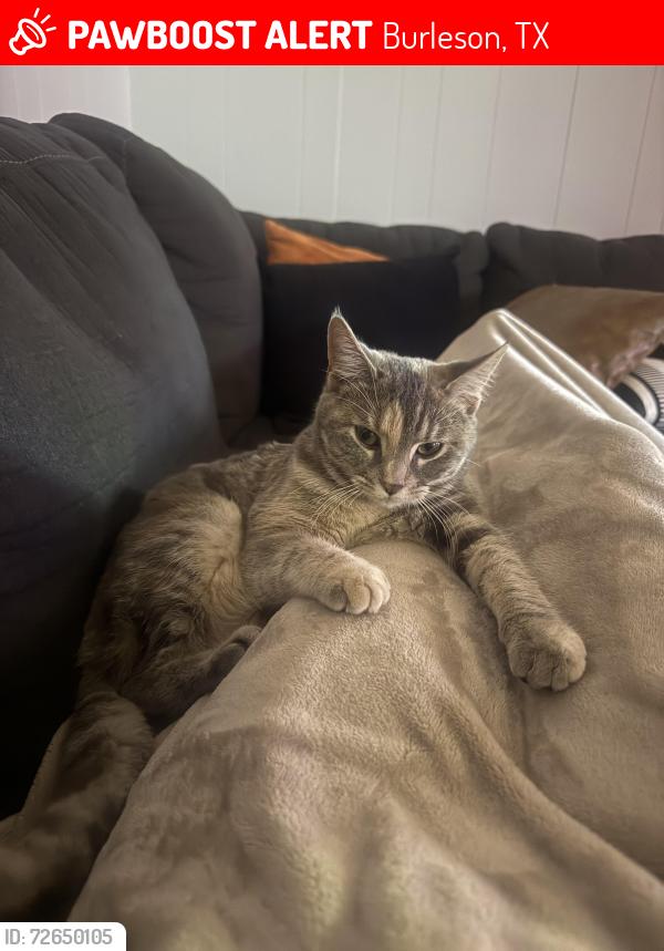 Lost Female Cat last seen Christ culture church , Burleson, TX 76028