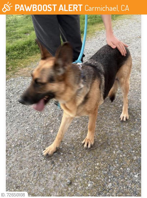 Found/Stray Female Dog last seen Walnut ave , Carmichael, CA 95608