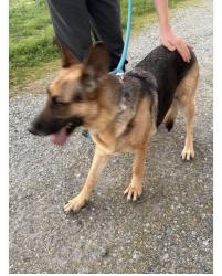 Found/Stray Female Dog last seen Walnut ave , Carmichael, CA 95608
