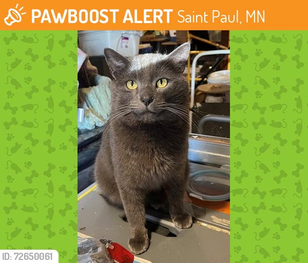 Found/Stray Unknown Cat last seen Lexington & Juliet, Saint Paul, MN 55105