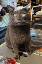 Found/Stray Unknown Cat last seen Lexington & Juliet, Saint Paul, MN 55105