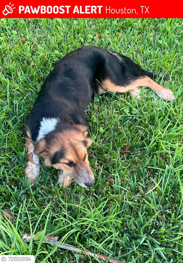 Lost Male Dog last seen Lockwood & Bunte St, Houston, TX 77026