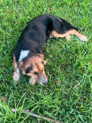 Lost Male Dog last seen Lockwood & Bunte St, Houston, TX 77026