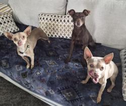 Found/Stray Unknown Dog last seen Near S Post Oak Rd #4, Houston, TX 77053, Houston, TX 77053
