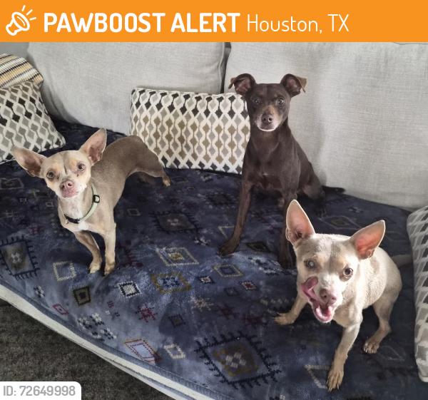 Found/Stray Unknown Dog last seen Near S Post Oak Rd #4, Houston, TX 77053, Houston, TX 77053