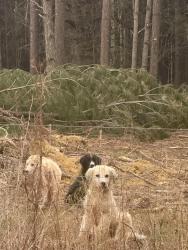 Found/Stray Unknown Dog last seen Close to new hse, Polk County, GA 30173