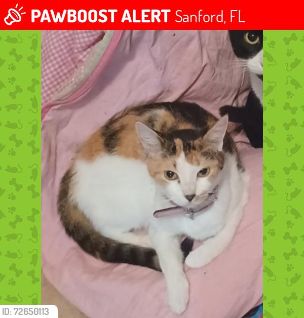 Lost Female Cat last seen 13th street, Sanford, FL 32771