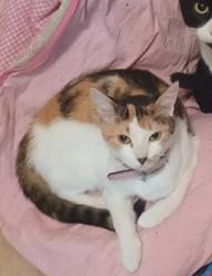 Lost Female Cat last seen 13th street, Sanford, FL 32771