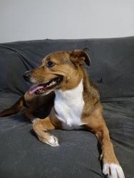 Lost Female Dog last seen The Salinas Aquatic center north main,  Bernal Dr,  and sherwood. , Salinas, CA 93906