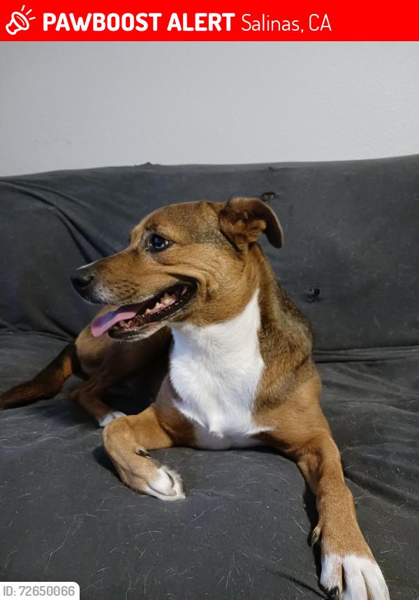 Lost Female Dog last seen The Salinas Aquatic center north main,  Bernal Dr,  and sherwood. , Salinas, CA 93906