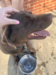 Found/Stray Female Dog last seen Freeman Dr , Lexington, KY 40505