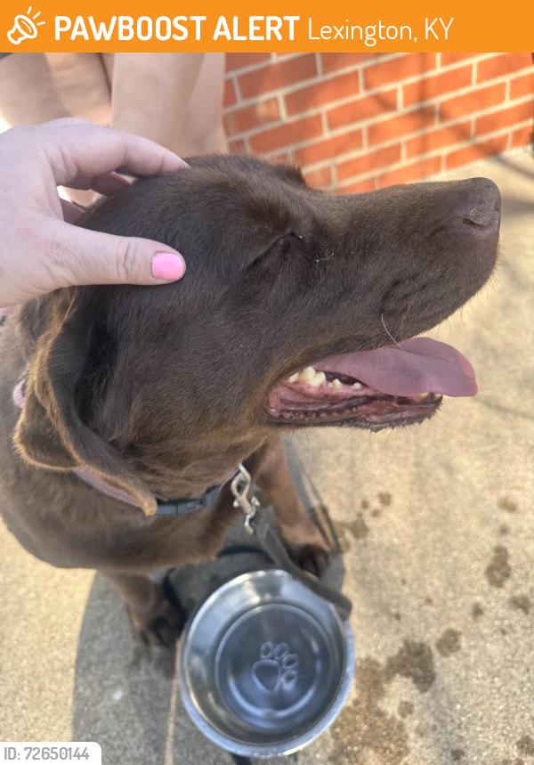 Found/Stray Female Dog last seen Freeman Dr , Lexington, KY 40505