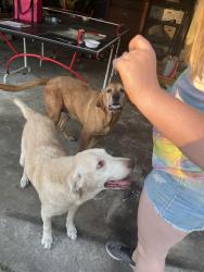 Found/Stray Female Dog last seen SE 13th st and 30th Ave, Ocala, FL 34471