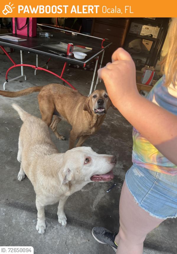 Found/Stray Female Dog last seen SE 13th st and 30th Ave, Ocala, FL 34471