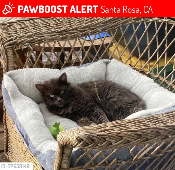 Lost Male Cat last seen Guenza Rd., Santa Rosa, CA 95404