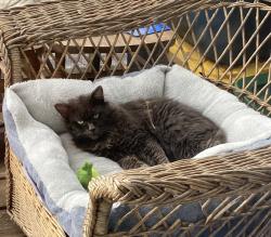 Lost Male Cat last seen Guenza Rd., Santa Rosa, CA 95404