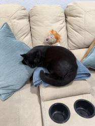 Lost Male Cat last seen Volusia ave y Florida ave Deland fl, DeLand, FL 32720