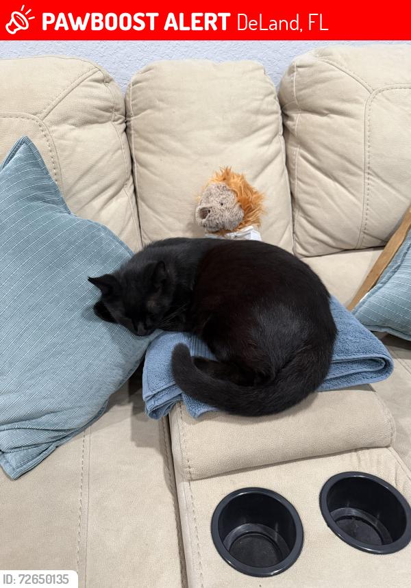 Lost Male Cat last seen Volusia ave y Florida ave Deland fl, DeLand, FL 32720