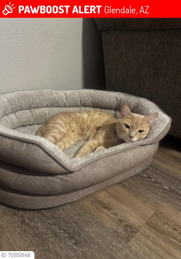 Lost Male Cat last seen Glendale , Glendale, AZ 85301