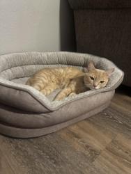 Lost Male Cat last seen Glendale , Glendale, AZ 85301
