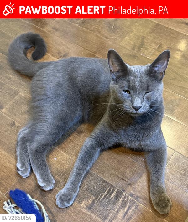 Lost Male Cat last seen Near S 9th Street, Between Shunk St & Oregon Avenue, Philadelphia, PA 19145