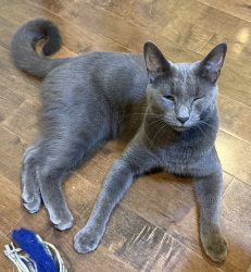 Lost Male Cat last seen Near S 9th Street, Between Shunk St & Oregon Avenue, Philadelphia, PA 19145