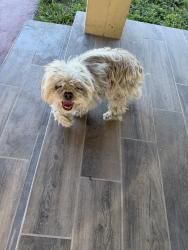 Found/Stray Female Dog last seen Franjo Rd, Cutler Bay, FL 33189