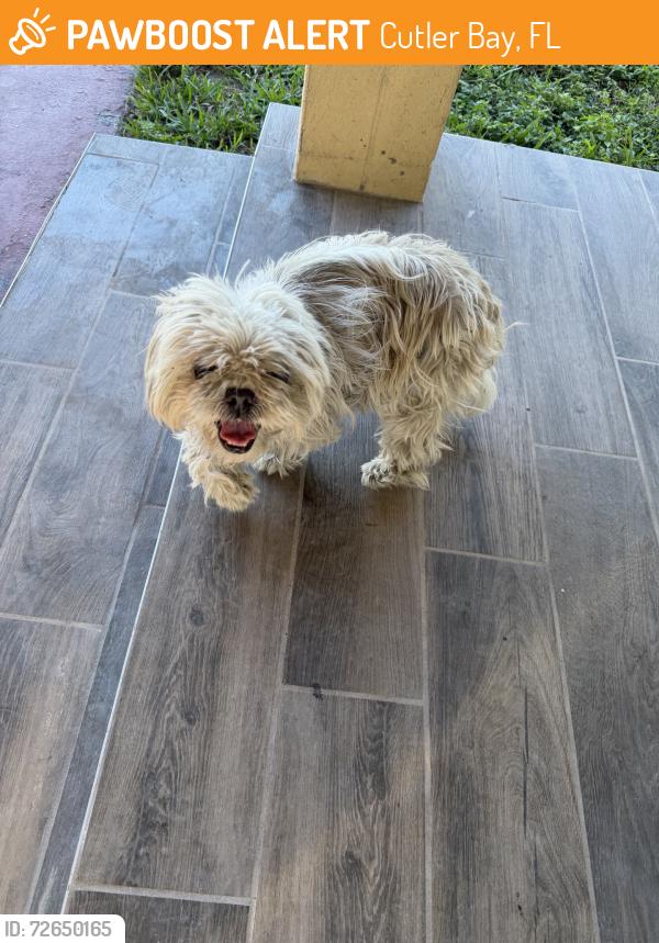 Found/Stray Female Dog last seen Franjo Rd, Cutler Bay, FL 33189