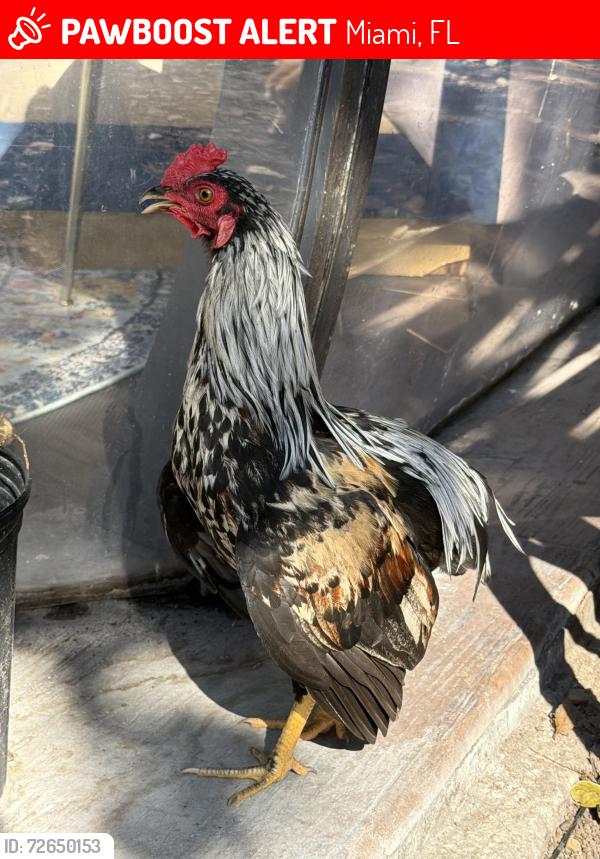 Lost Male Other last seen Near ne 20th st miami Florida 33137, Miami, FL 33137