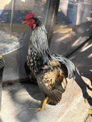 Lost Male Other last seen Near ne 20th st miami Florida 33137, Miami, FL 33137