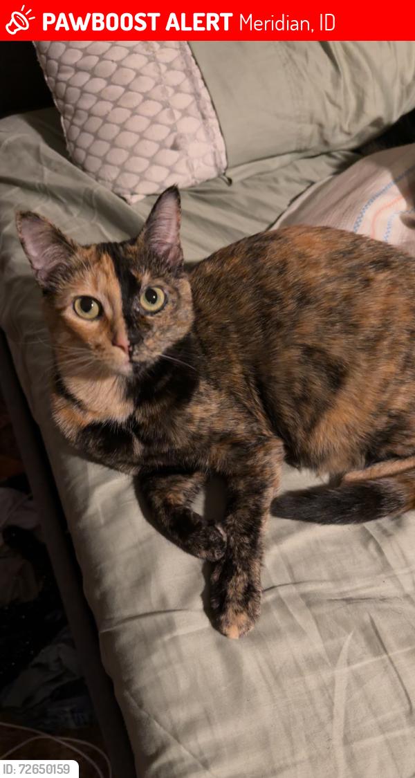 Lost Female Cat last seen Meridian and McMillan , Meridian, ID 83646