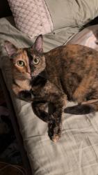 Lost Female Cat last seen Meridian and McMillan , Meridian, ID 83646