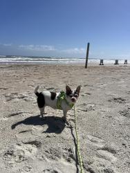Lost Female Dog last seen Route 559 shell gas station , Auburndale, FL 33823