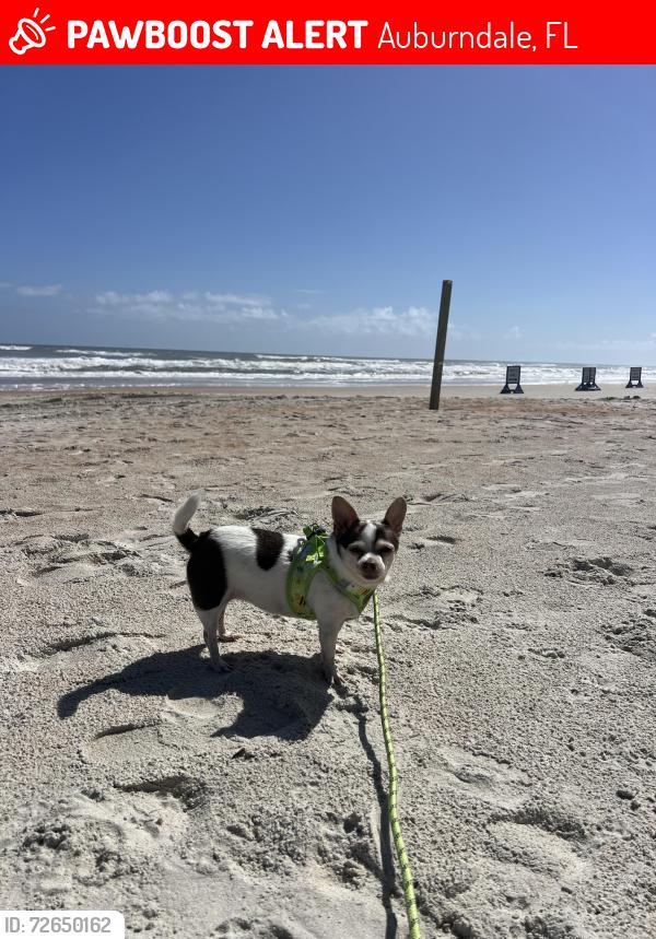 Lost Female Dog last seen Route 559 shell gas station , Auburndale, FL 33823