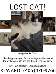 Lost Female Cat last seen 139th Circle and Kamber Drive, Yukon, OK 73099