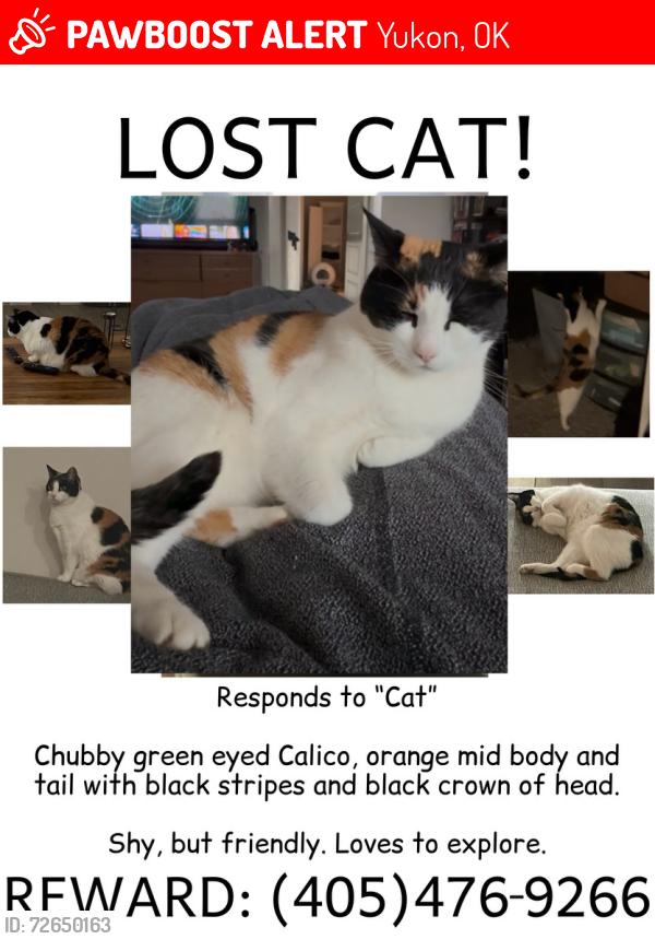 Lost Female Cat last seen 139th Circle and Kamber Drive, Yukon, OK 73099