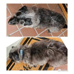 Found/Stray Unknown Dog last seen Townpark Subd ,behind Kt Jnr high, Katy, TX 77493