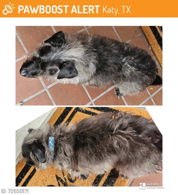 Found/Stray Unknown Dog last seen Townpark Subd ,behind Kt Jnr high, Katy, TX 77493