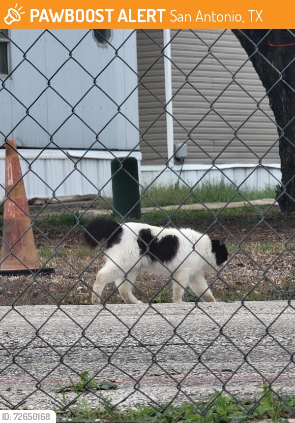 Found/Stray Unknown Cat last seen 78224, will give exact location with proof!, San Antonio, TX 78224