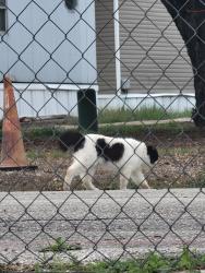 Found/Stray Unknown Cat last seen 78224, will give exact location with proof!, San Antonio, TX 78224