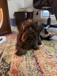Found/Stray Male Dog last seen Triple crossing , Richmond, VA 23231