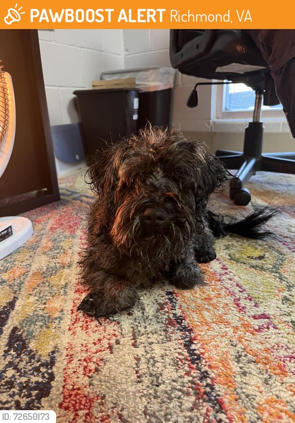 Found/Stray Male Dog last seen Triple crossing , Richmond, VA 23231