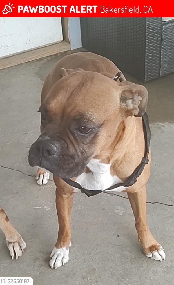 Lost Male Dog last seen Near the , Bakersfield, CA 93313