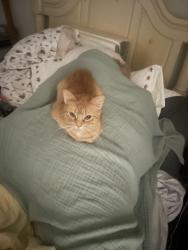 Lost Female Cat last seen Park at woodmoor apmts , Shenandoah, TX 77385