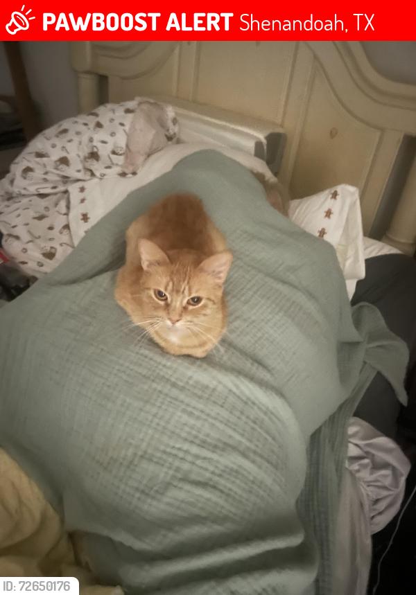 Lost Female Cat last seen Park at woodmoor apmts , Shenandoah, TX 77385