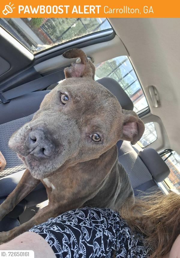 Found/Stray Male Dog last seen Bark on bradely dog park, Carrollton, GA 30117