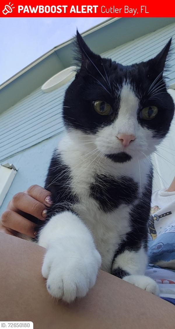 Lost Male Cat last seen Near sw 223rd ter, Cutler Bay, FL 33190