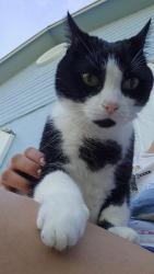 Lost Male Cat last seen Near sw 223rd ter, Cutler Bay, FL 33190