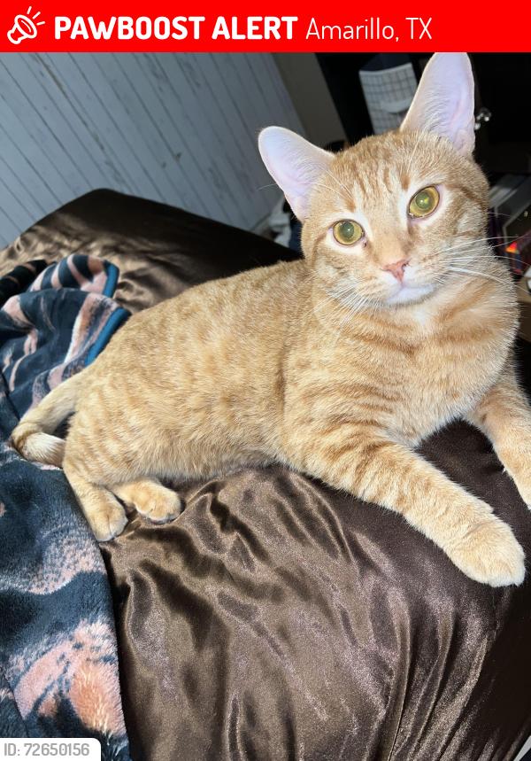 Lost Male Cat last seen Mesa Verde Area, Amarillo, TX 79107