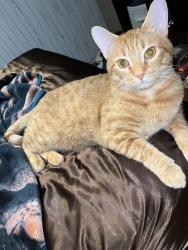 Lost Male Cat last seen Mesa Verde Area, Amarillo, TX 79107